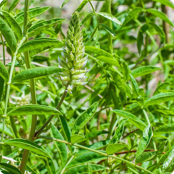 American Licorice Samen Glycyrrhiza lepidota native perennial