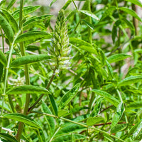 American Licorice Samen Glycyrrhiza lepidota native perennial