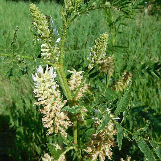 Native American Licorice Blumen grown from Samen for pollinator gardens