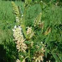 Native American Licorice Blumen grown from Samen for pollinator gardens