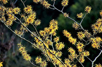 American Witch Hazel Samen – Hamamelis virginiana Yellow Blume Shrub Tree