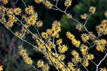American Witch Hazel Samen – Hamamelis virginiana Yellow Blume Shrub Tree