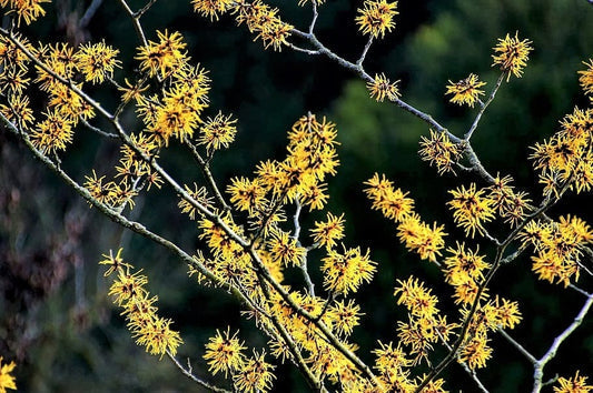 American Witch Hazel Samen – Hamamelis virginiana Yellow Blume Shrub Tree
