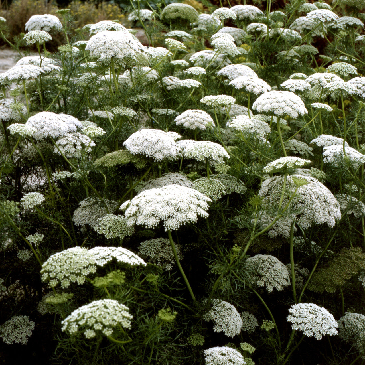 Ammi majus False Queen Anne’s Lace Kraut Anbau in full sun