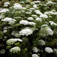 Ammi majus False Queen Anne’s Lace Kraut Anbau in full sun