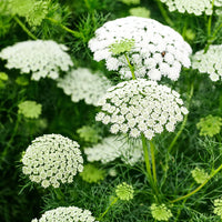 Lace Blumensamen zur Aussaat – Bestäuber freundlich – Traditionssorte & ohne Gentechnik Samen Hausgarten