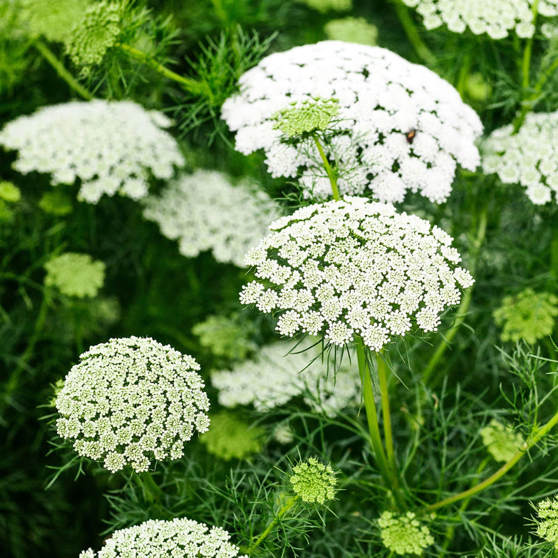 Ammi majus blume samen for anpflanzung easy to grow heirloom & gmo free samen for home garten
sale samen for home garten anpflanzung