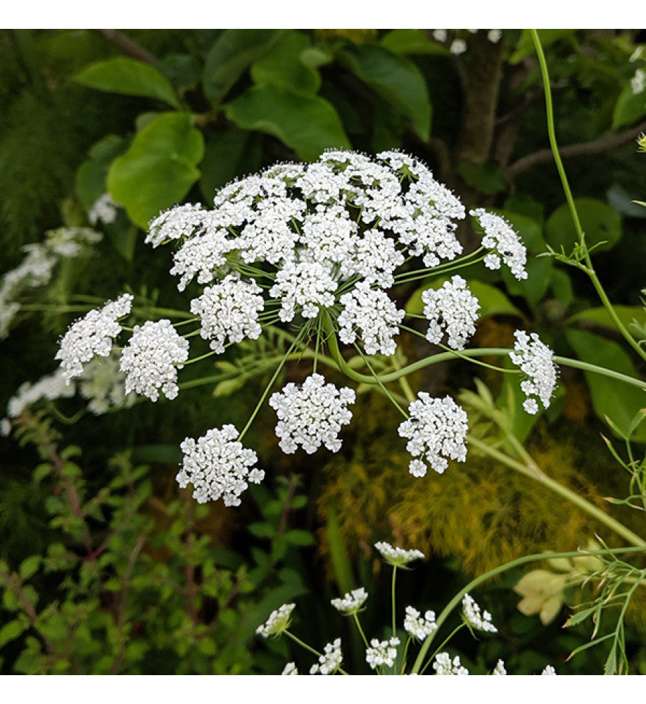 Bishop's Blumensamen zur Aussaat lang Blüte Saison Traditionssorte & ohne Gentechnik Samen Hausgarten