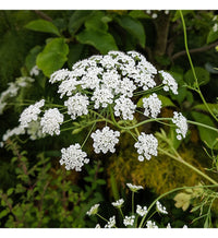 Ammi Blumensamen zur Aussaat sonnenliebend Traditionssorte & ohne Gentechnik Samen Hausgarten