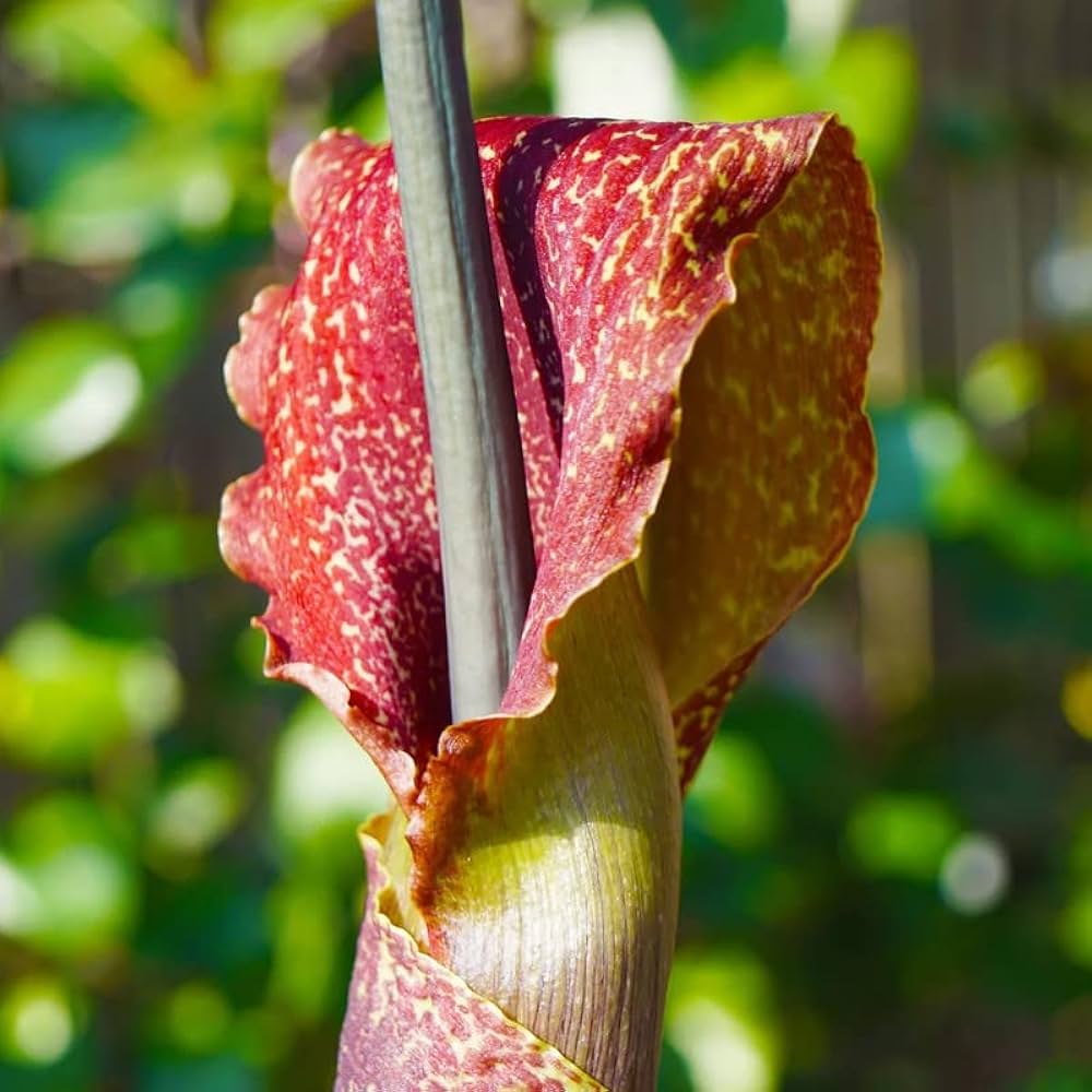 Amorphophallus konjac voodoo lily pflanze with leaves