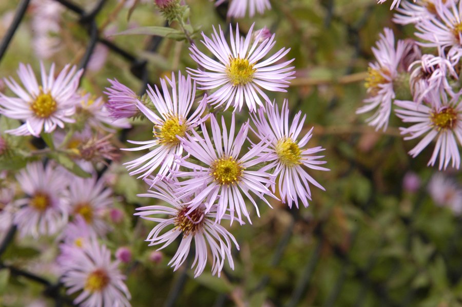 Ampelaster carolinianus climbing aster pflanze with blumen