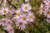 Ampelaster carolinianus climbing aster pflanze with blumen