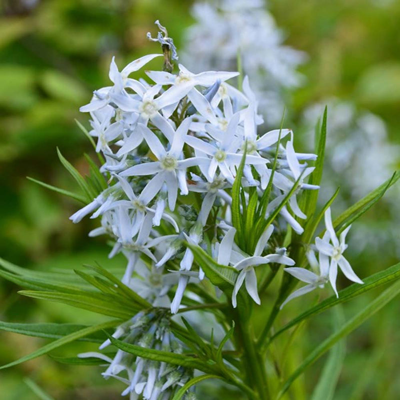 Amsonia hubrichtii bluestar samen for anpflanzung