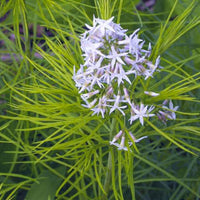 Feathery grün foliage of amsonia hubrichtii bluestar pflanze