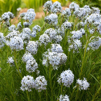Amsonia hubrichtii bluestar pflanzen in a sunny garten