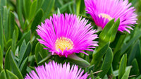 Lavendel Delosperma Blumensamen zur Aussaat – pflegeleicht – Traditionssorte & ohne Gentechnik Samen Hausgarten
