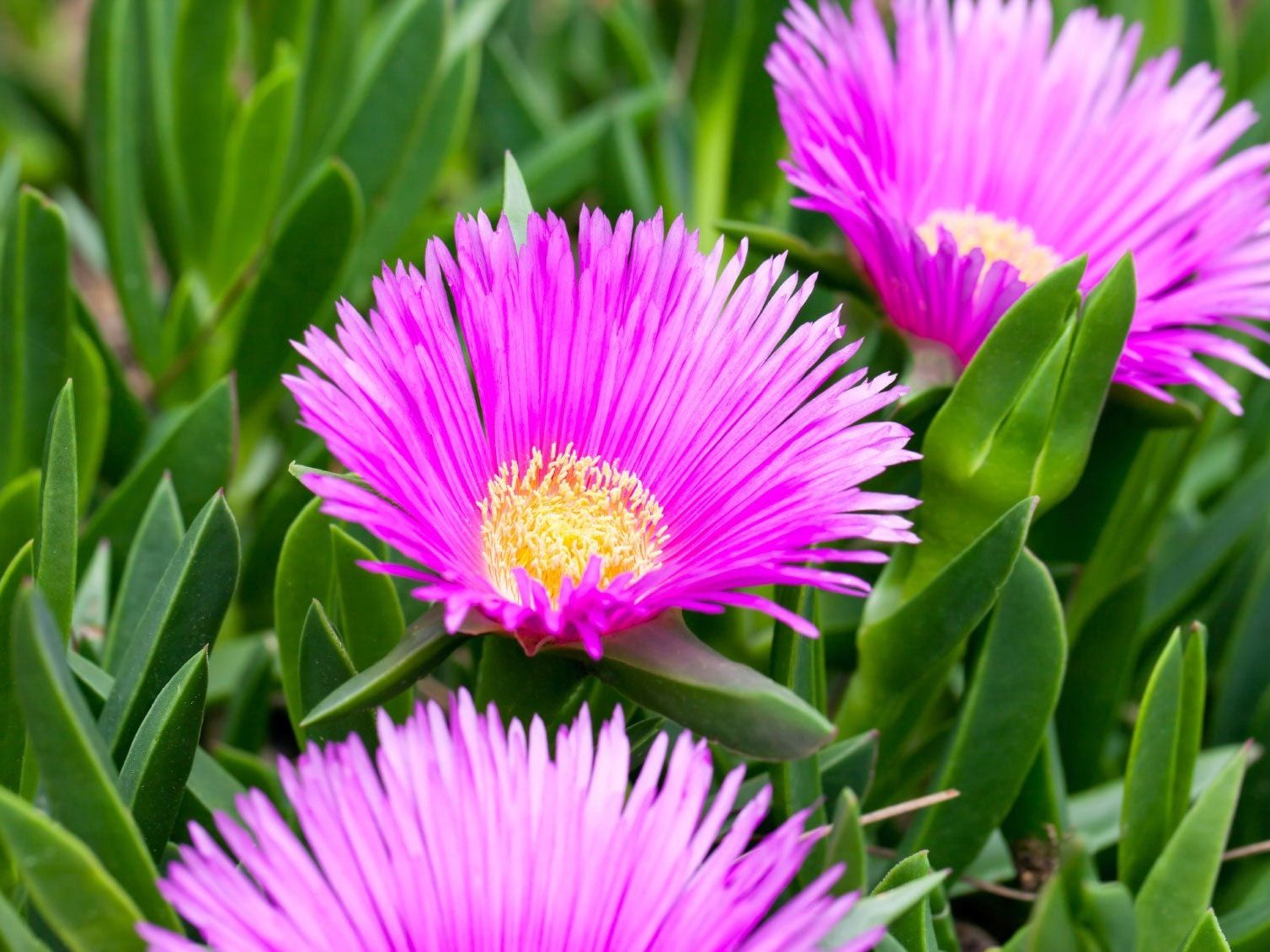 Lila Delosperma Blumensamen zur Aussaat – leuchtend Blüten – Traditionssorte & ohne Gentechnik Samen Hausgarten