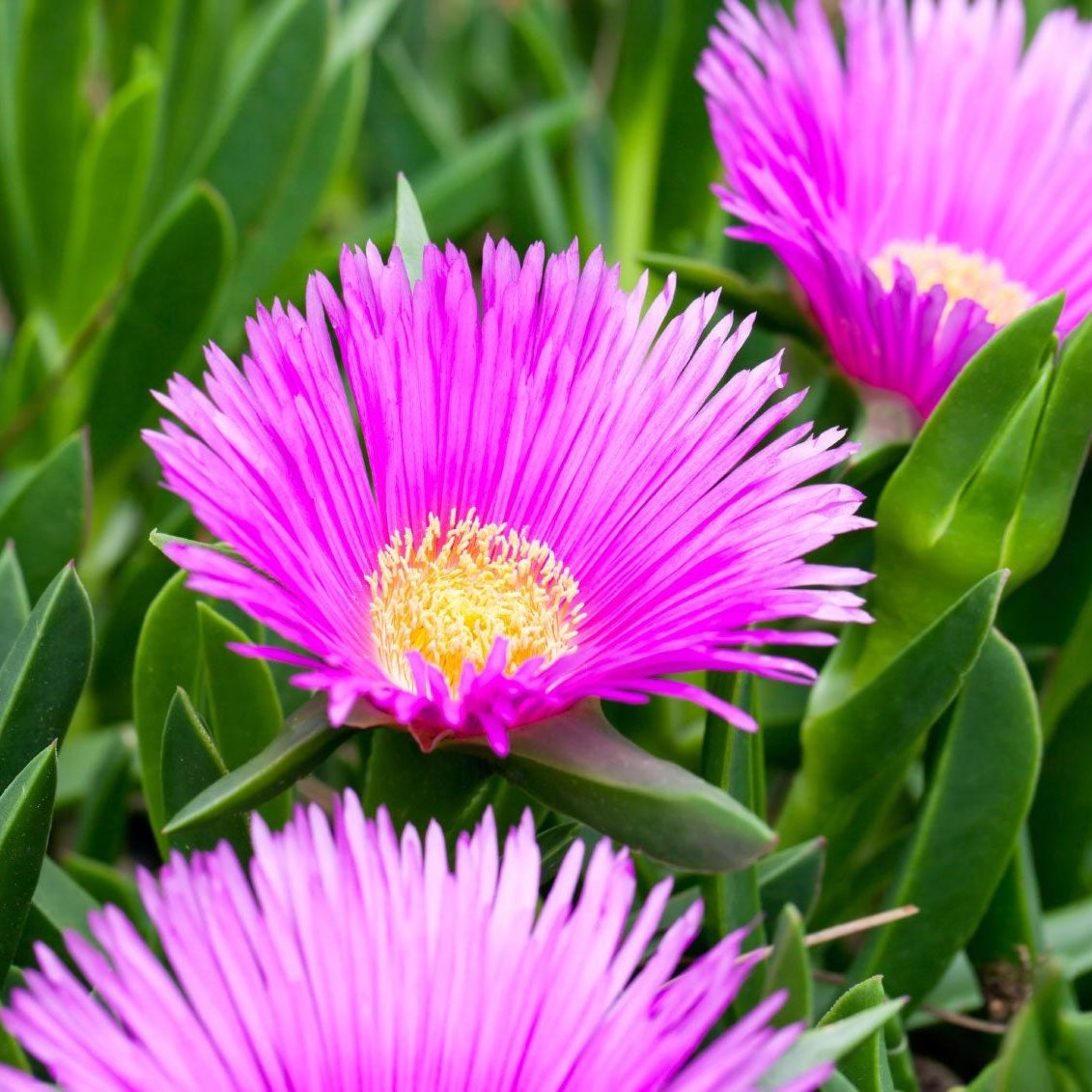 Lila Ice Blumensamen zur Aussaat – Anzucht – Traditionssorte & ohne Gentechnik Samen Hausgarten