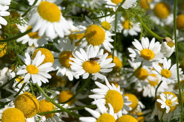 Close-up of anacyclus pyrethrum daisy-like blumen