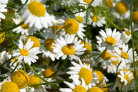Close-up of anacyclus pyrethrum daisy-like blumen