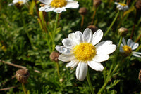 Anacyclus pyrethrum blumen in a garten landscape