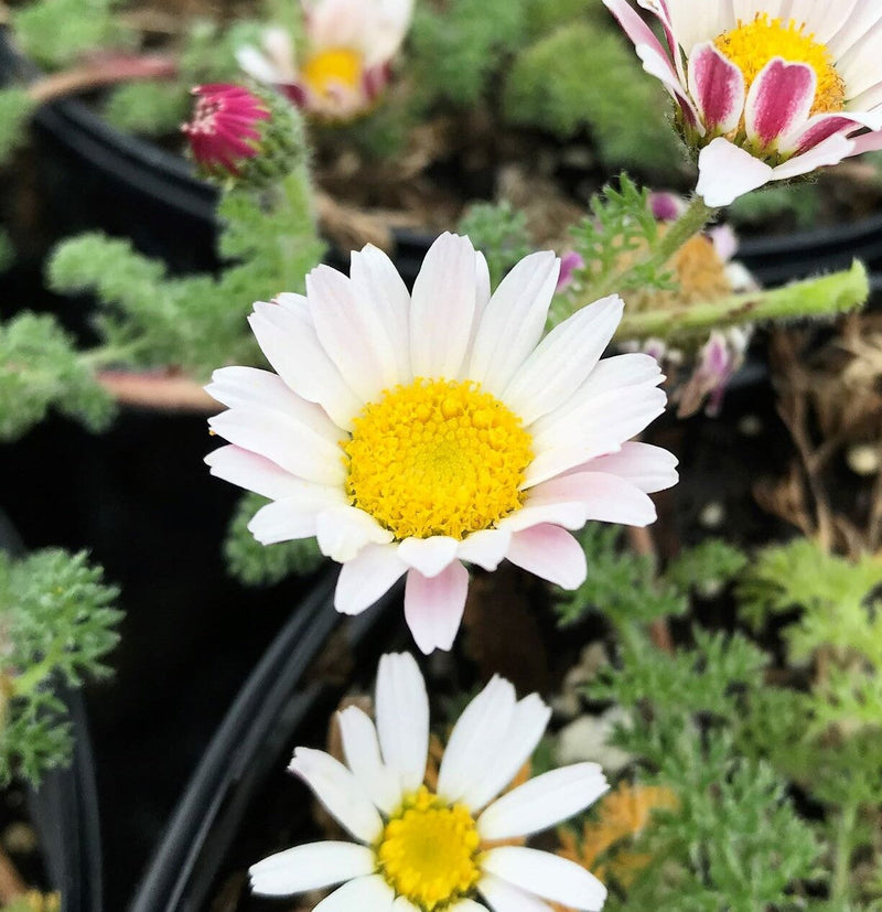 Anacyclus pyrethrum blume samen for garten anpflanzung