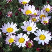 Anacyclus pyrethrum blumen in a rock garten