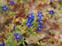 Anagallis blume samen for garten – vibrant blau blooms