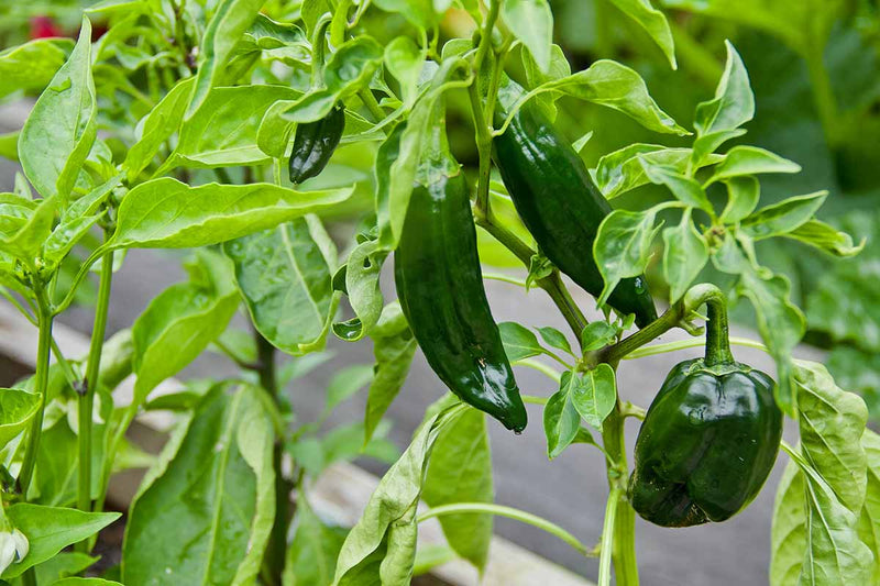 Non gmo ancho pepper samen für warm season gardening