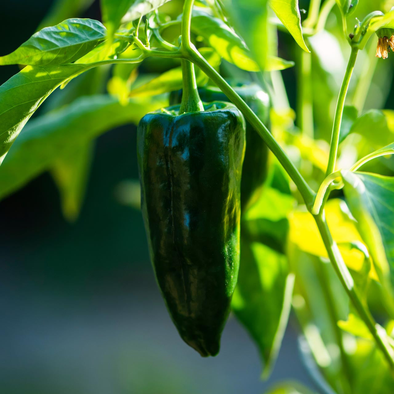Vigorous ancho poblano pepper pflanze in garten