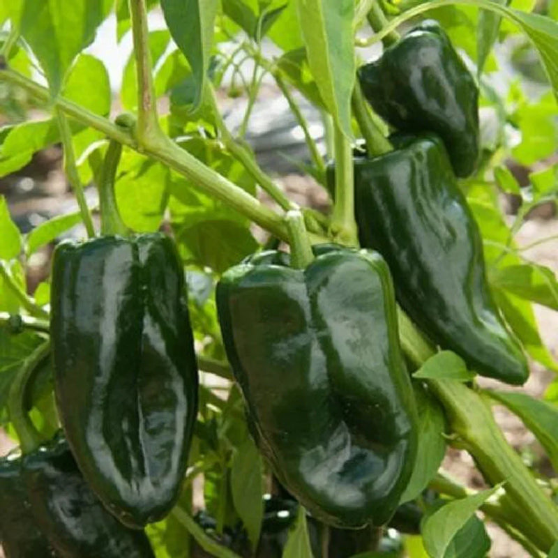 Ancho poblano pepper samen für aussaat in home gardens