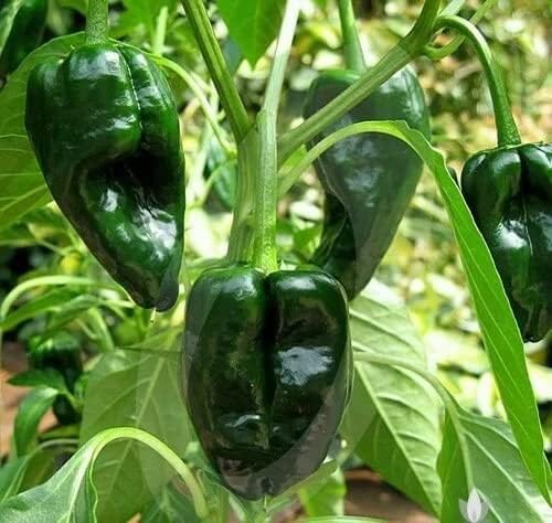 Ancho poblano pepper samen für home gardens