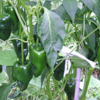 Ancho poblano pepper seedlings für garten aussaat