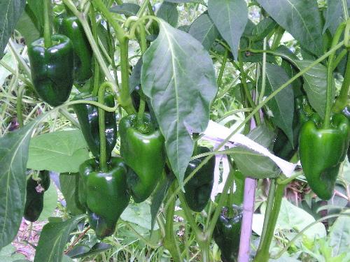 High quality ancho samen non gmo