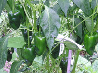 High quality ancho samen non gmo