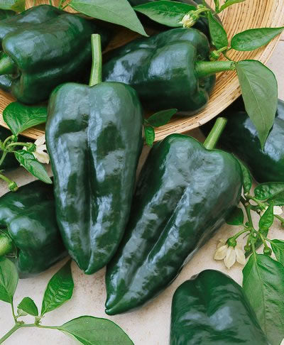 Premium Ancho Samen zum Pflanzen in Your Garden