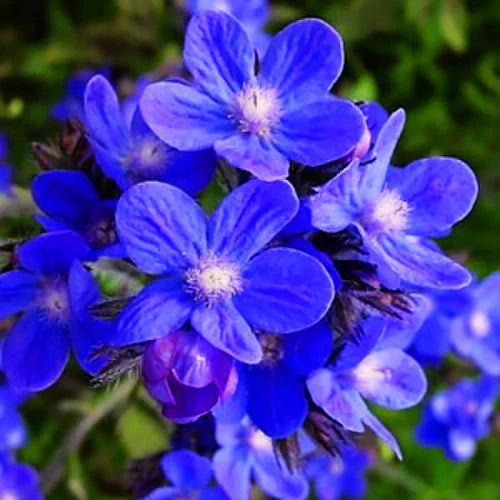 Anchusa, graines de fleurs à semer, tolérante à la sécheresse, variété traditionnelle et sans OGM, graines pour jardin familial