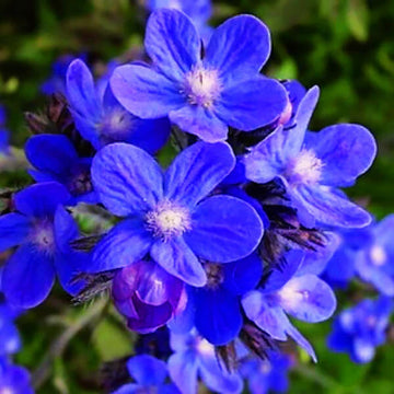 Anchusa Blumensamen zur Aussaat Drought verträglich Traditionssorte & ohne Gentechnik Samen Hausgarten