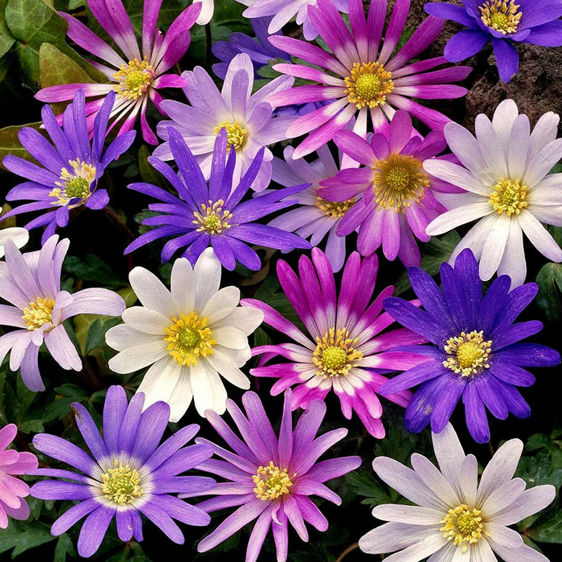 Anemone blanda blume samen for anpflanzung