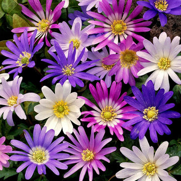 Anemone blanda blume samen for anpflanzung