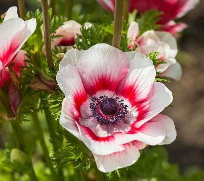 Anemone blume samen for anpflanzung: vibrant rosa & weiß blooms stunning displays