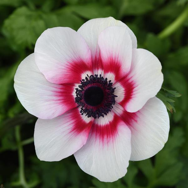 Anemone blume samen rosa and weiß for anpflanzung