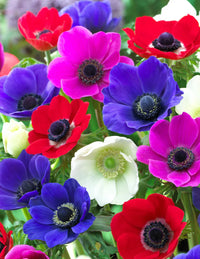 Beautiful garten display of mixed anemones