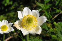 Gelb anemone pulsatilla in töpfen