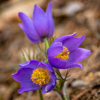 Anemone pulsatilla blumen in rock garten