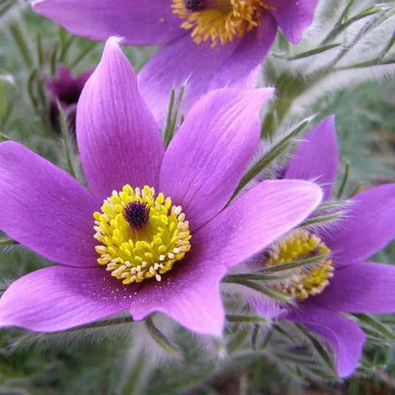 Anemone pulsatilla violet samen for anpflanzung