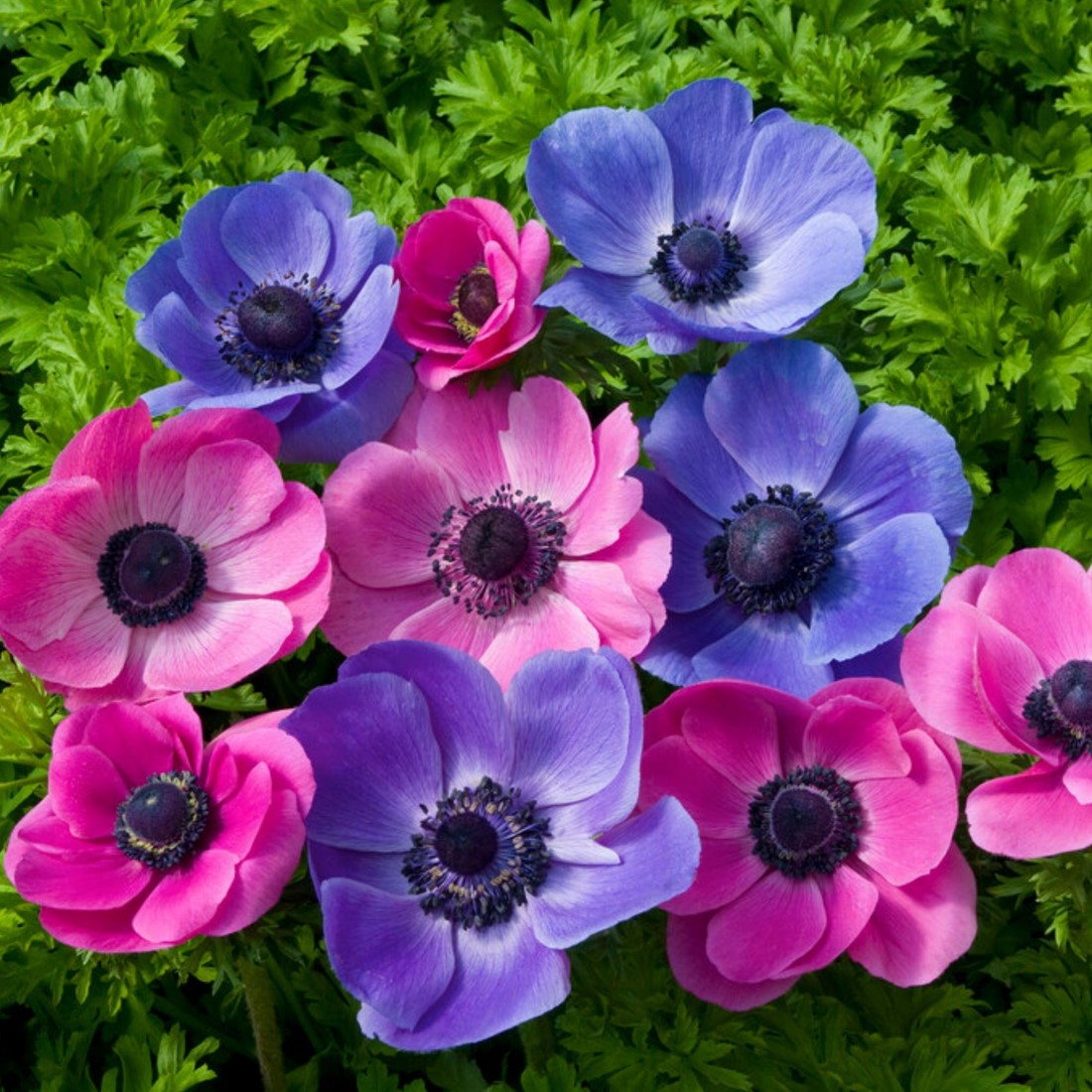 Anemone Blumensamen zur Aussaat – Anzucht – Traditionssorte & ohne Gentechnik Samen Hausgarten