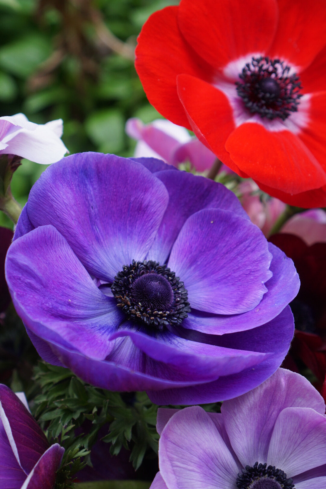 Healthy anemone seedlings wachsend