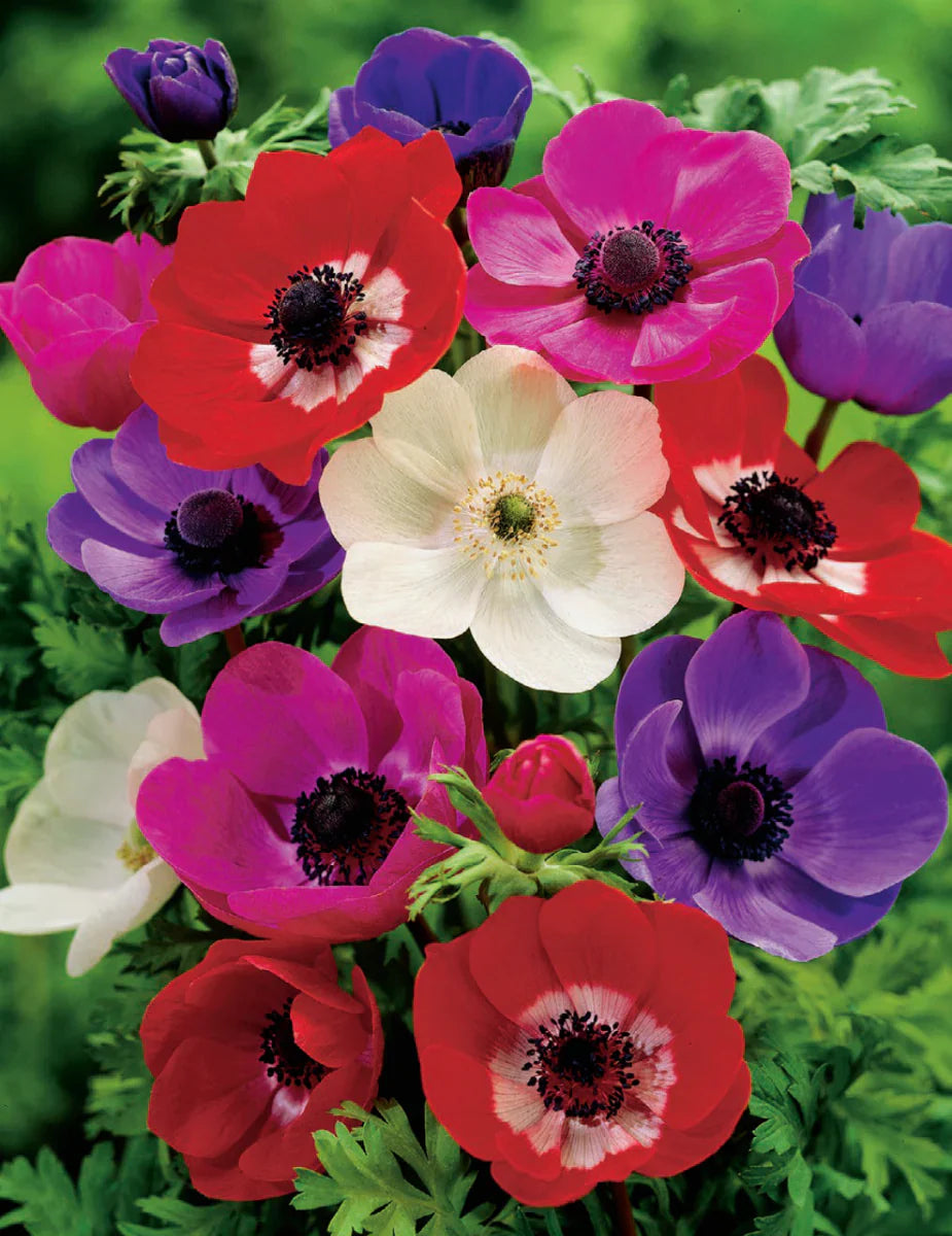 Gemischt Anemone Blumensamen zur Aussaat kompakt Wuchs Traditionssorte & ohne Gentechnik Samen Hausgarten