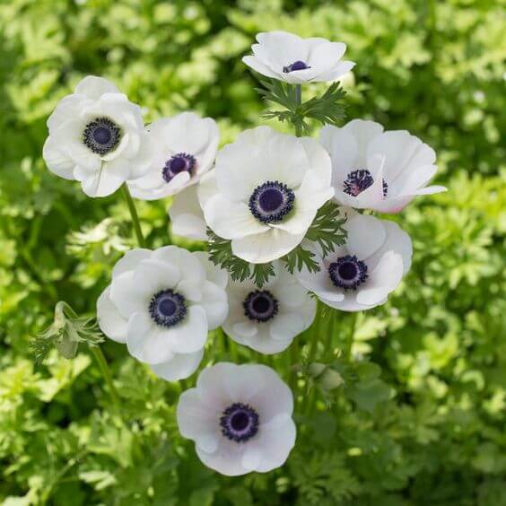 Anemone Blumensamen zur Aussaat – leuchtend – Traditionssorte & ohne Gentechnik Samen Hausgarten